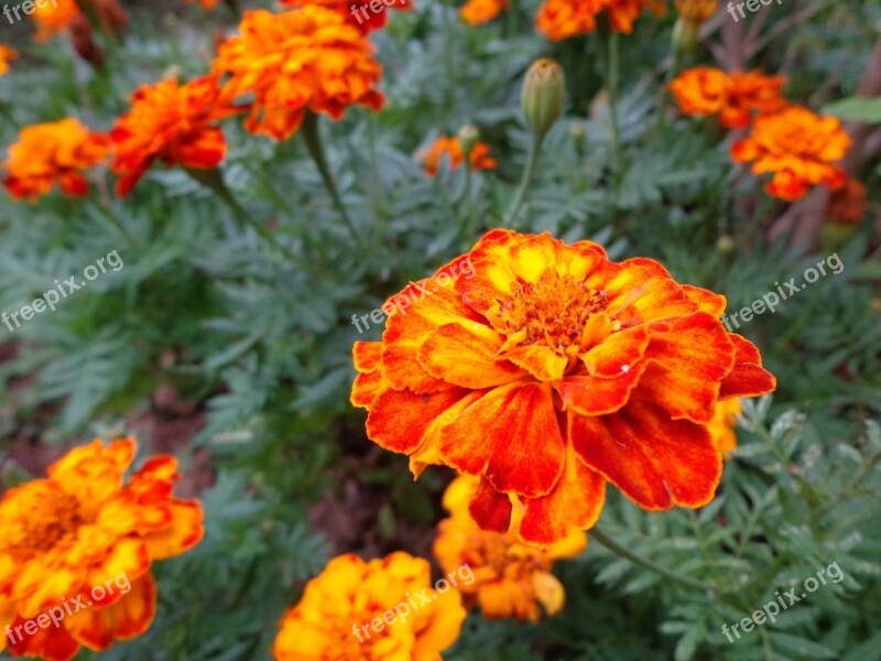 Marigold Flower Orange Baguio Flowers Flowers