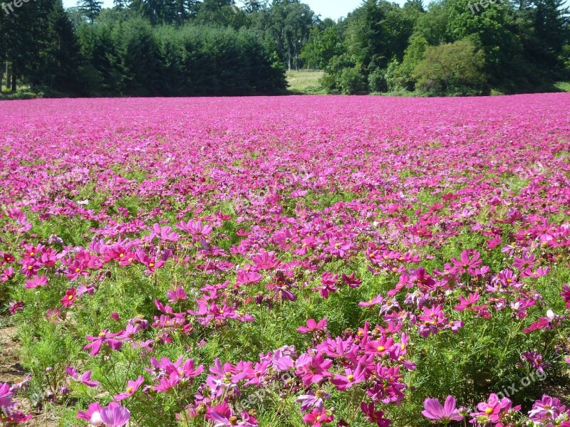 Cosmos Field Flowers Pink Plants Nature