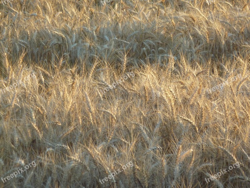 Wheat Field Food Farm Harvest