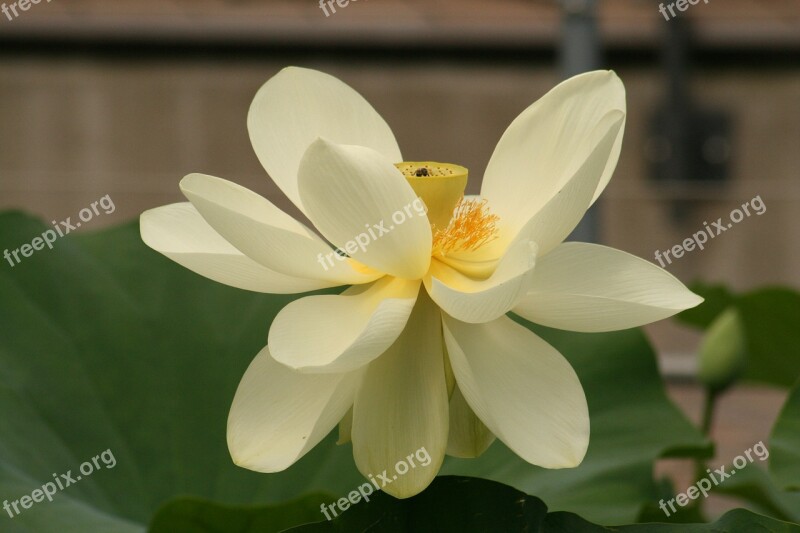 Lotus Blossom Water Lily Flower Aquatic Plant Nature