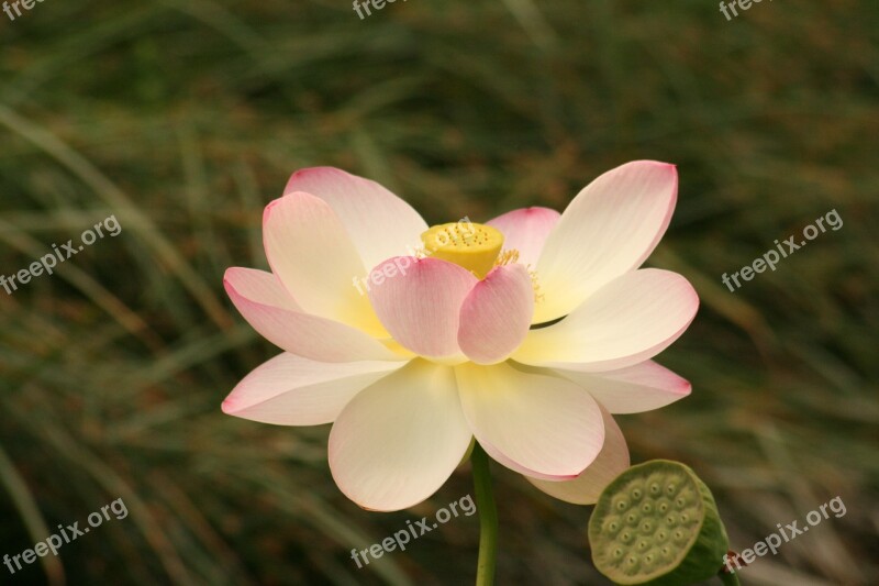 Lotus Blossom Water Lily Flower Aquatic Plant Nature