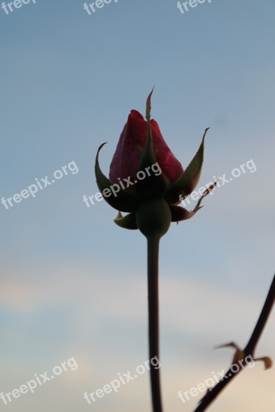 Rose Blossom Bloom Pink Flower