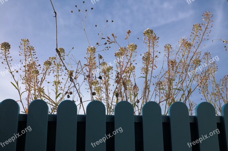 Shepherd's Purse Herb Plant Stalk Blossom