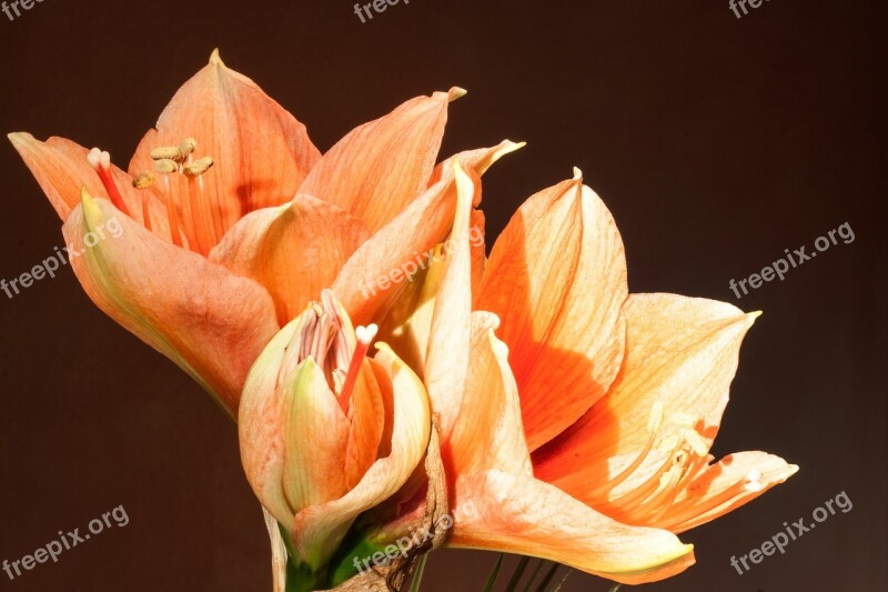 Amaryllis Salmon Orange Tender Flower