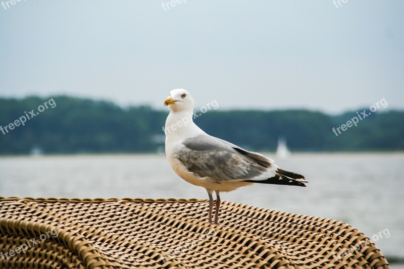 Seagull Black Headed Gull Bird Bill Feather