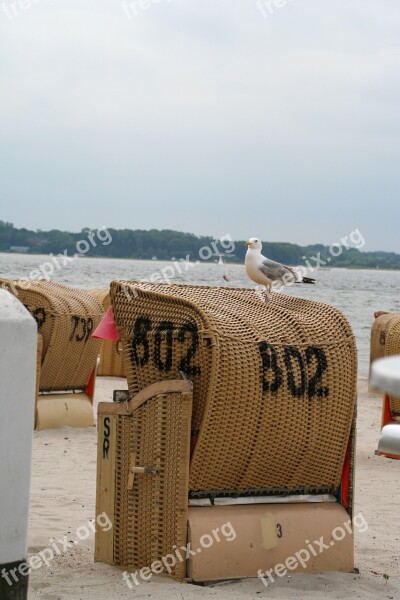 Beach Chair Beach Vacations Seagull Free Photos