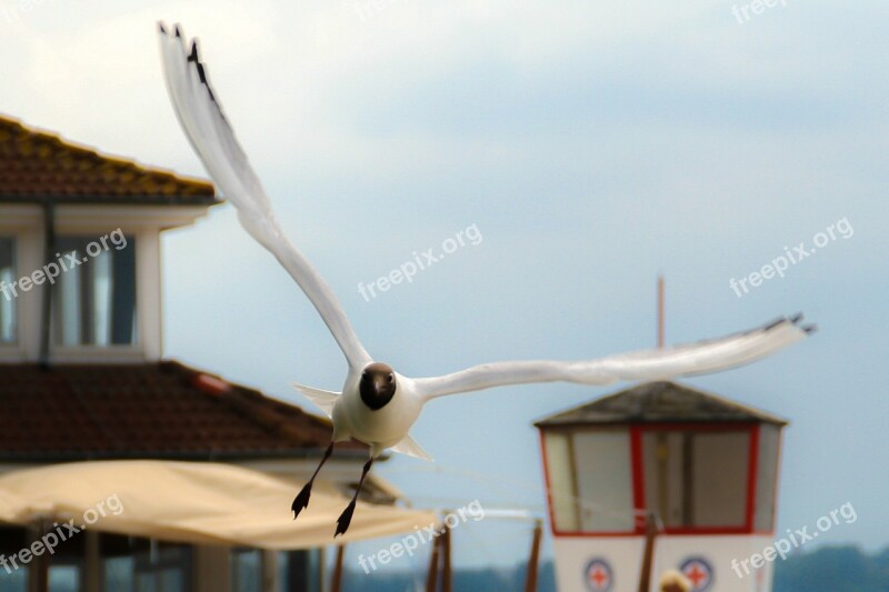 Seagull Bird Wing Span Flying