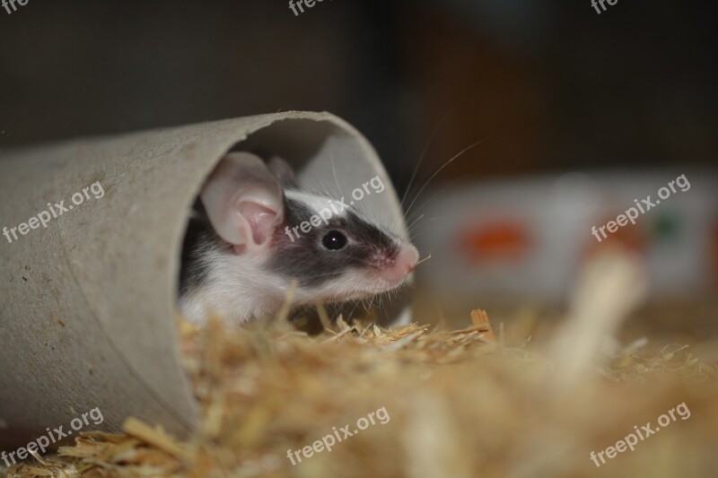 Mouse Nager Young Animal Cute Fly On The Wall