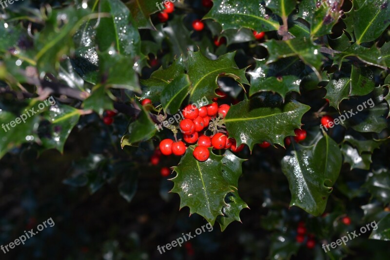 Holly Ilex Berries Red Plant