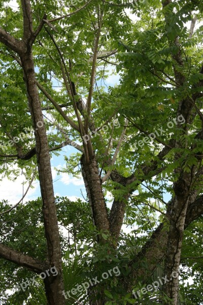 Caribbean Martinique Trees Sky Branches