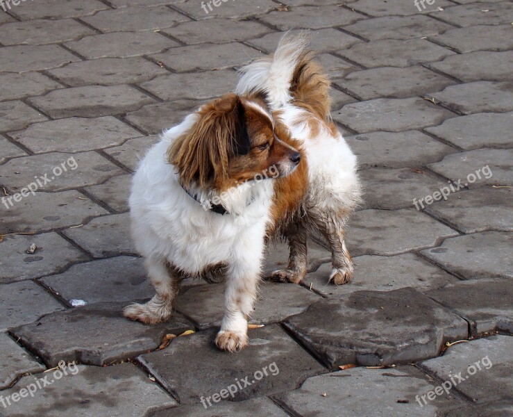 Dog White Redhead Views Bridge