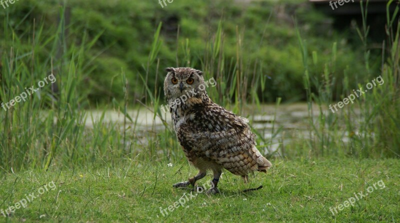 Hoenderdaell Rock Eagle Owl Owl Free Photos