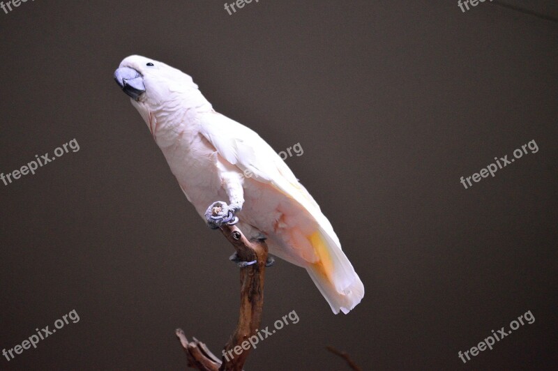 Moluccan Cockatoo Cockatoo Bird Exotic Wildlife