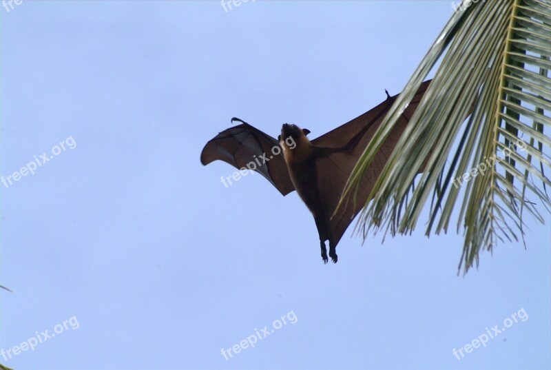 Flying Fox Maldives Free Photos