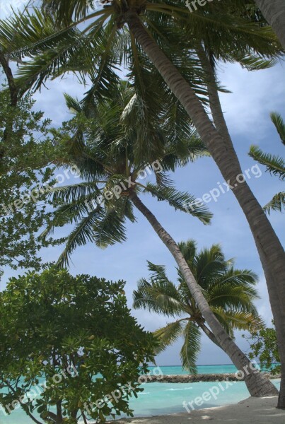 Palms Maldives Beach Free Photos