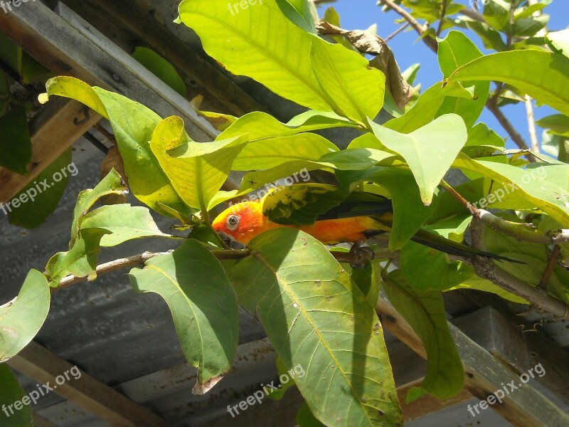 Parrot Maldives Free Photos