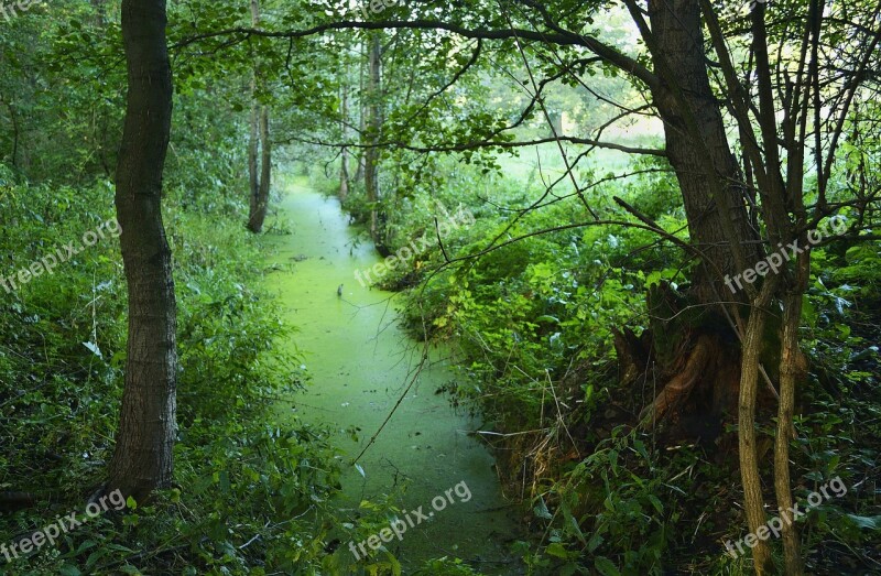 Green Tree Forests View Swamp