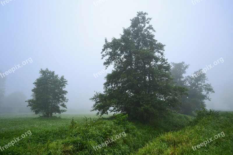 Landscape View Meadow Blue Tree