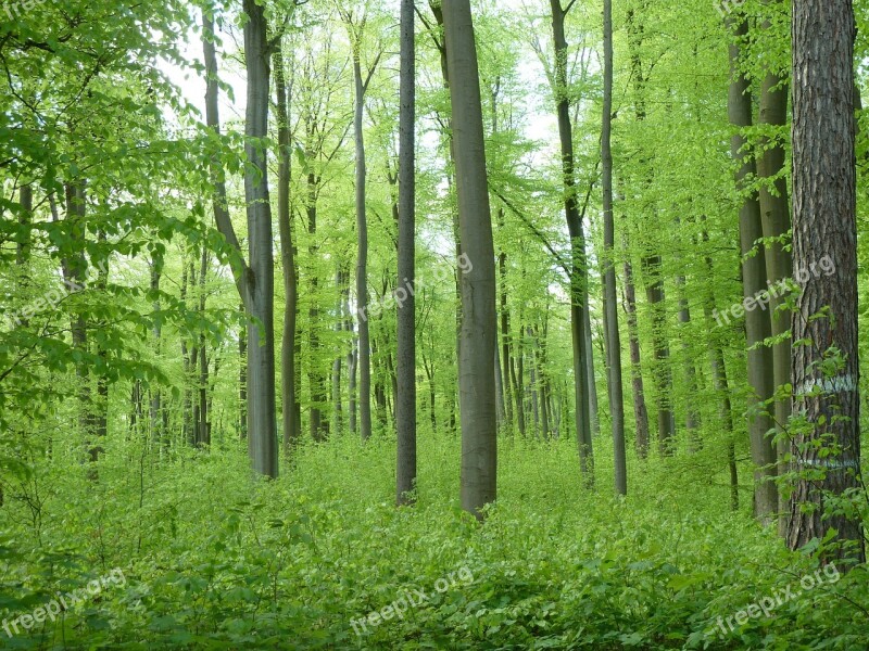 Beech Wood Forest Trees Book Green