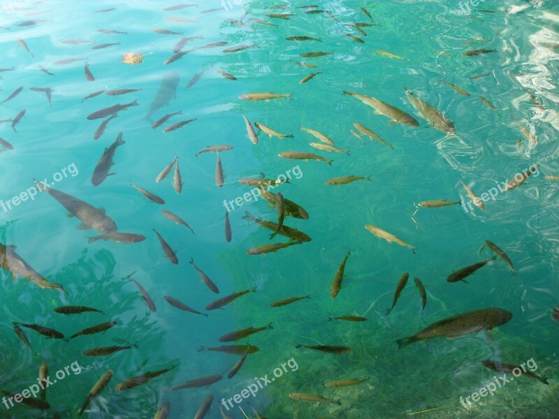 Fish Swarm Fish Plitvice Lakes Nature Lake