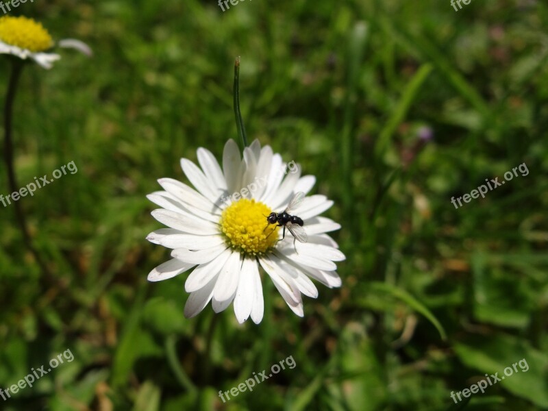 Daisy Flower Blossom Bloom Meadow