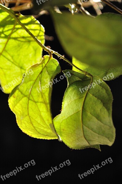 Leaves Light Light Green Bright Beech Leaves