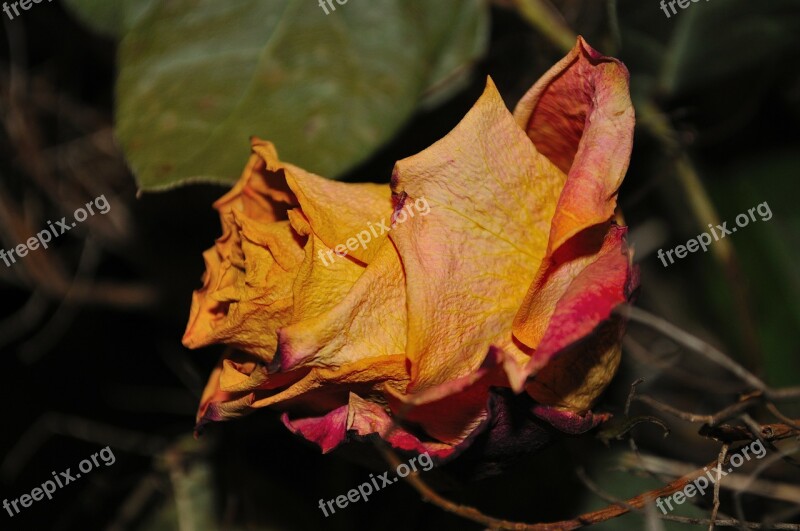 Rose Dry Flower Blossom Bloom