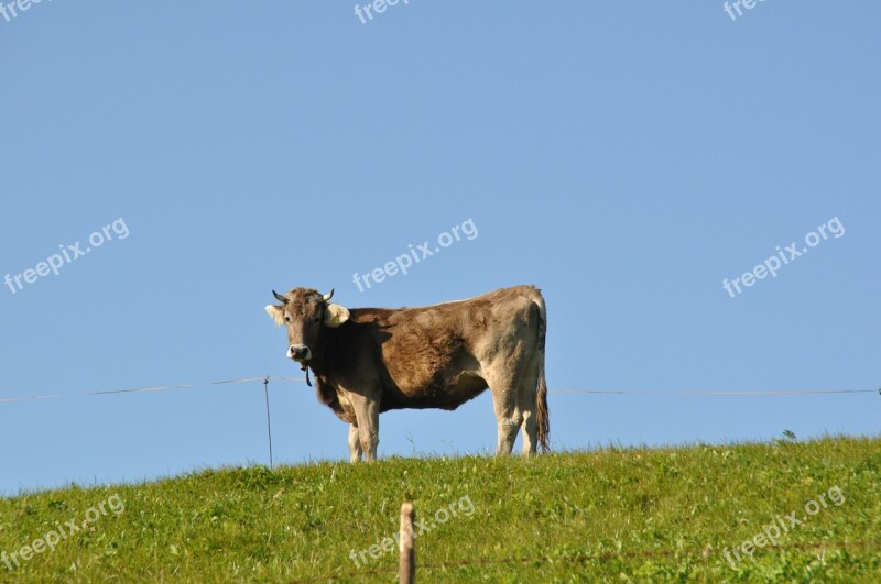 Cow Meadow Ruminant Mammal Animal