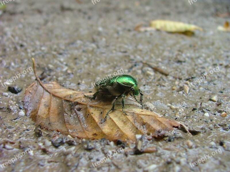 Beetle Foliage Aurata Hor Valley Beech Hg