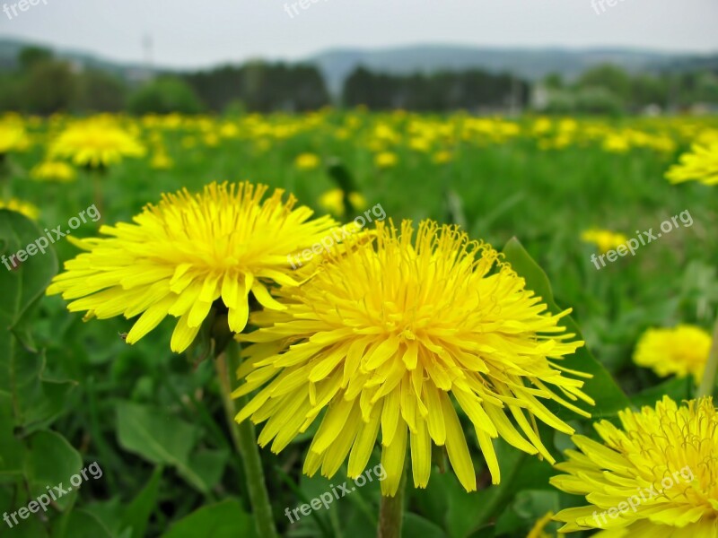 Dandelion Flower Blossoms Meadow Spring