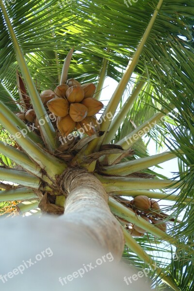 Coconut Palma Maldives Free Photos