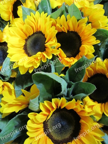 Sunflower Flowers Yellow Bunch Blossom