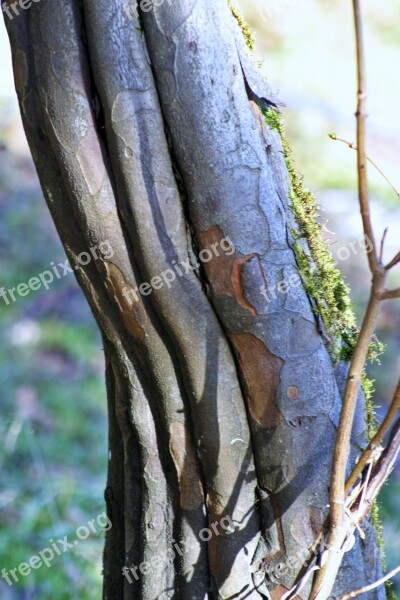 Hornbeam Beech Log Tree Forest