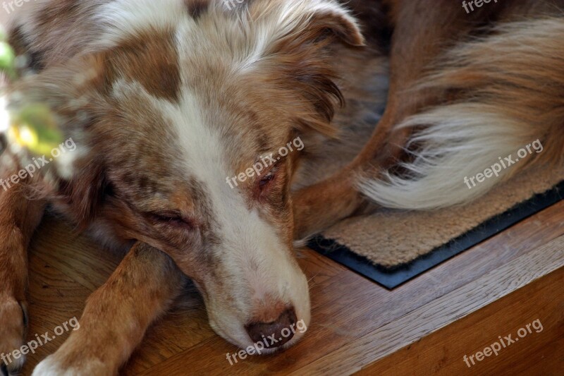 Dog Australian Shepherd Pet Sleeping Red Merle