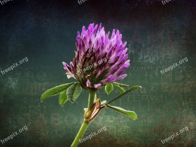 Clover Pink Close-up Flower Details