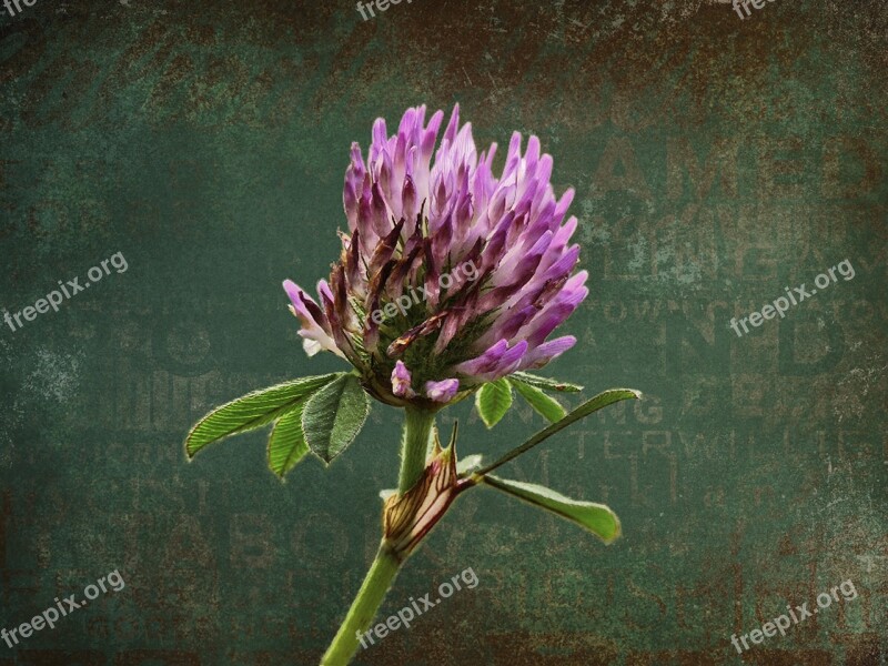 Clover Pink Close-up Flower Details