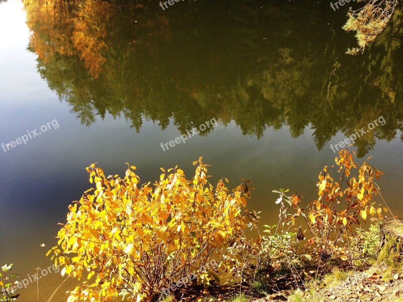 Reflection Being Alone Loneliness Feelings Bush