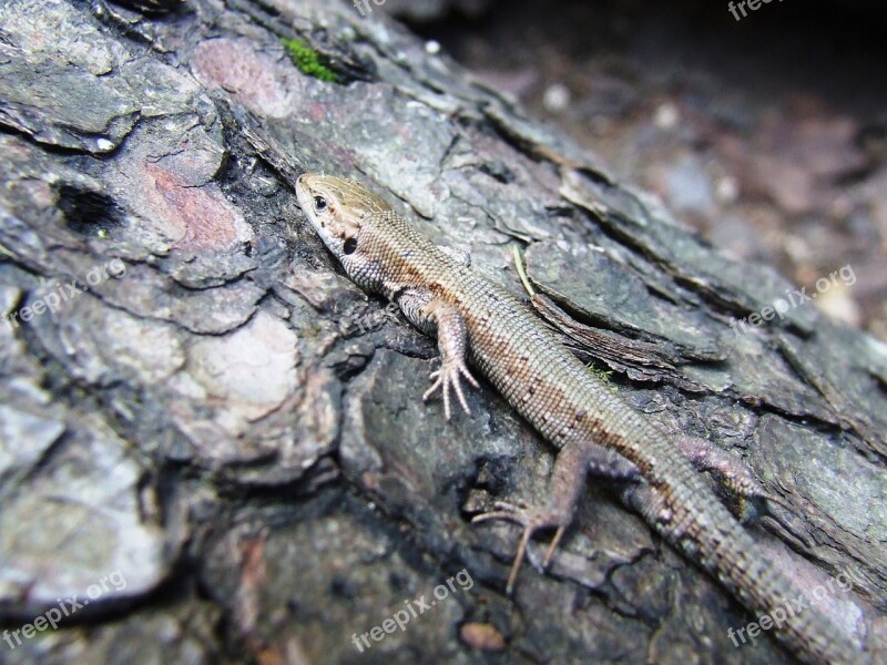 Reptile Lizard Pikkelyen Scales Small Us Transylvania