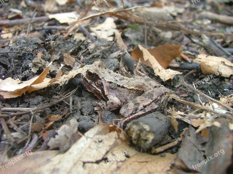 Avar Subalpine Forest Frog Mátraszentimre Mátra Mountains Foliage