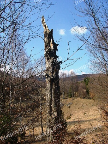 Forest Karst Plateau Budapest Nagymező Utca Beech Hg