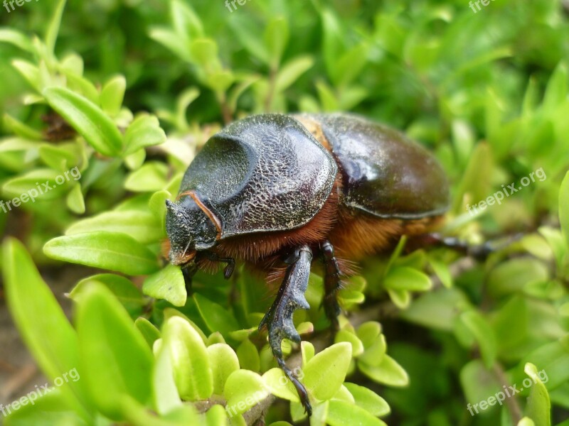 Beetle Heavy Armor Orrszarvúbogár Gergési Marsh Aggtelek Hg