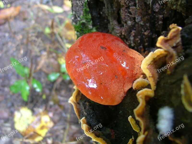 Mushroom Lingzhi Mushroom Hegyese Lambot Beech Hg Nature