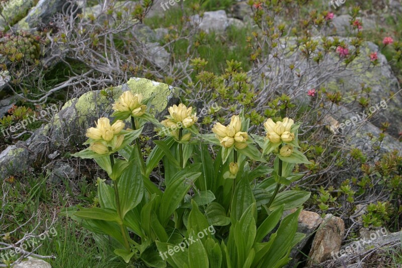 Alpine Flowers Flowers South Tyrol Dolomites Mountains