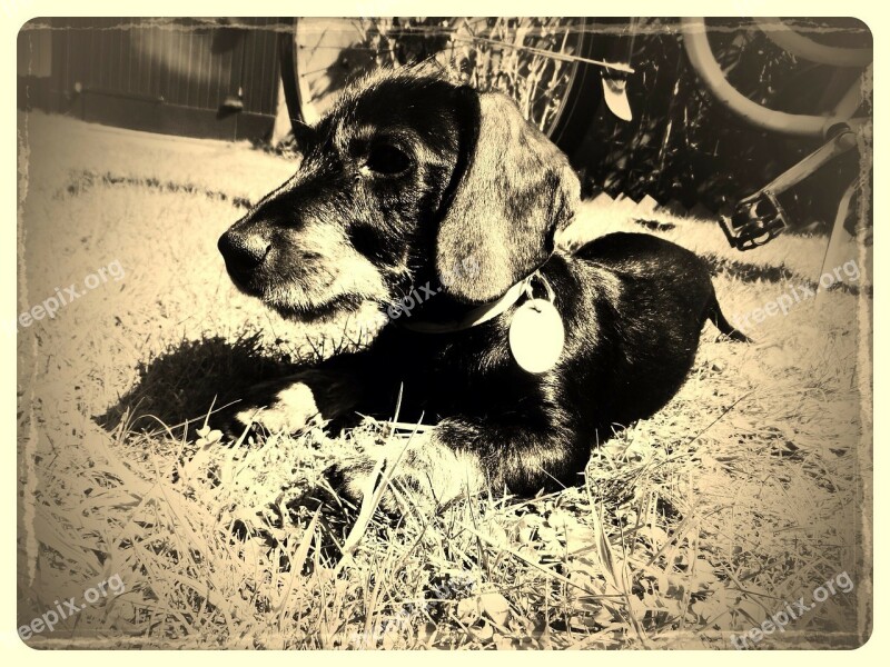 Dachshund Vintage Dog Black Brown