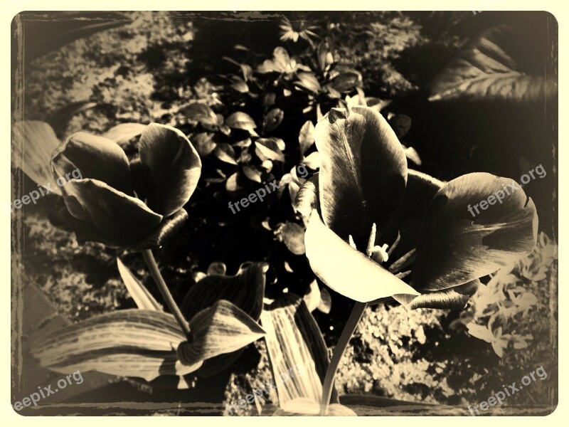 Flower Vintage Old Nature Antique