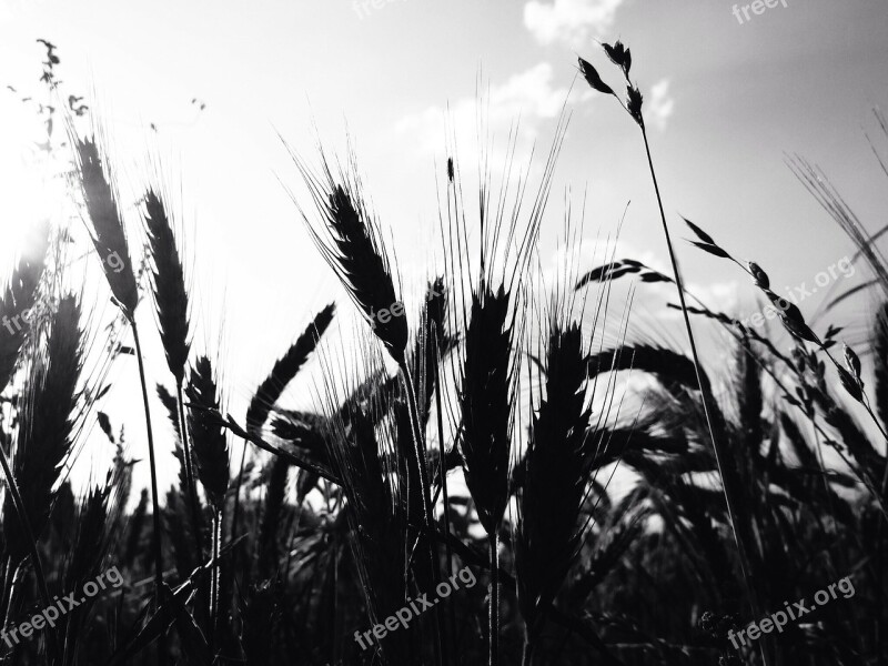 Cereals Wheat Field Ear Grain Free Photos