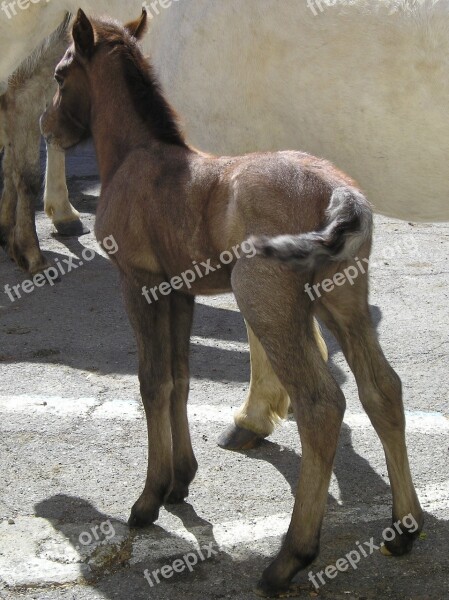 Foal Horse Camargue Animals Free Photos