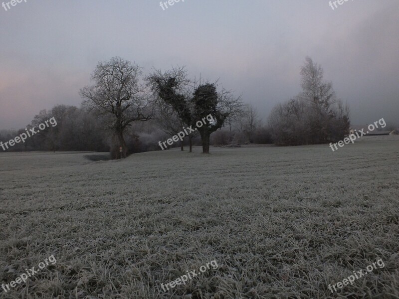 Cold Tree Fog Icy Wintry