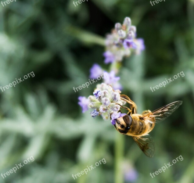 Bee Hoverfly Insect Blossom Bloom