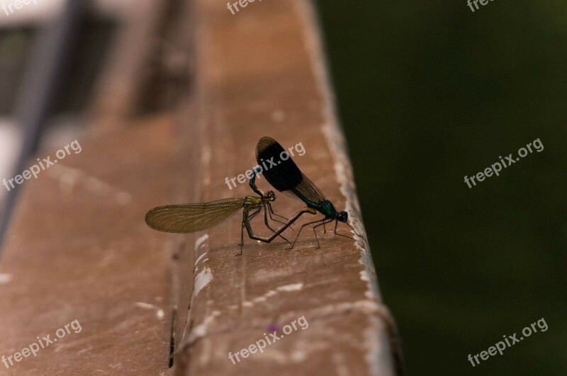 Dragonfly Pairing Nature Couple Animals